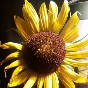 Meet your Posher, Ginger